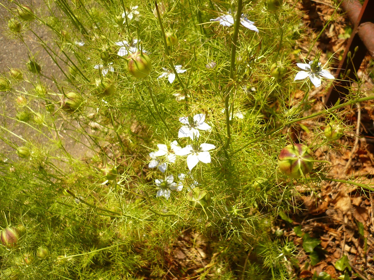 Nigella damascena (Ranunculaceae)